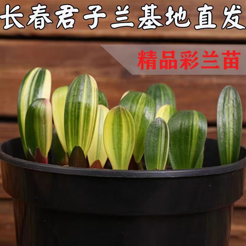 东北一品精品彩兰君子兰小苗阳台盆栽绿植瓷白墨绿鸳鸯金丝福伦彩