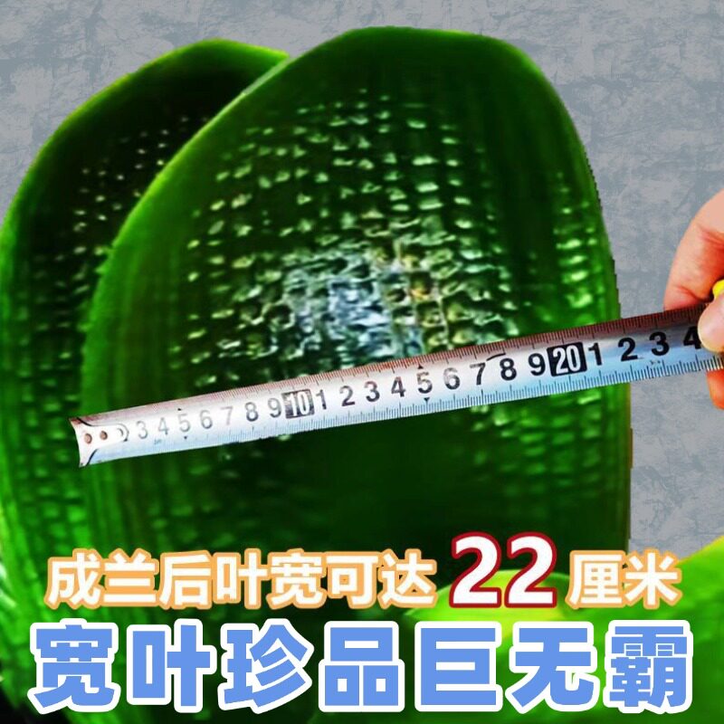 东北宽叶君子兰盆栽巨无霸短叶油匠麻脸圆头和尚精品绿植花卉小苗