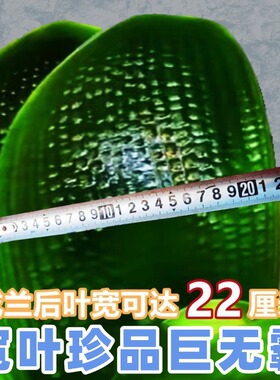 东北宽叶君子兰盆栽巨无霸短叶油匠麻脸圆头和尚精品绿植花卉小苗