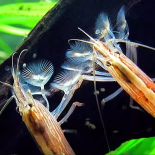 木纹网球虾观赏虾淡水宠物虾活体清洁虾工具型米虾除藻虾 顺丰 包邮