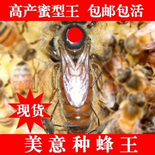 美意种蜂王 意蜂王产卵王蜜型王品种王蜜型王蜜蜂王活体包邮 现货