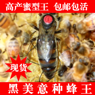 黑美意种蜂王意蜂王产卵王品种王蜜型王鉴定纯种王蜜蜂王活体包邮