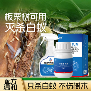 板栗树白蚁防治专用杀虫剂家具木材药剂家用室内外用浓缩液灭蚁药