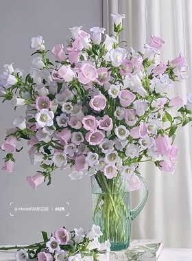 风铃.紫色1扎+粉色1扎不包邮