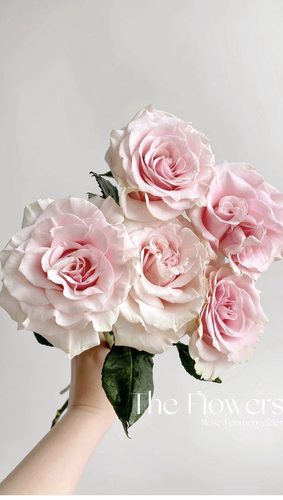 10枝A级粉色主题（花享家）不包邮