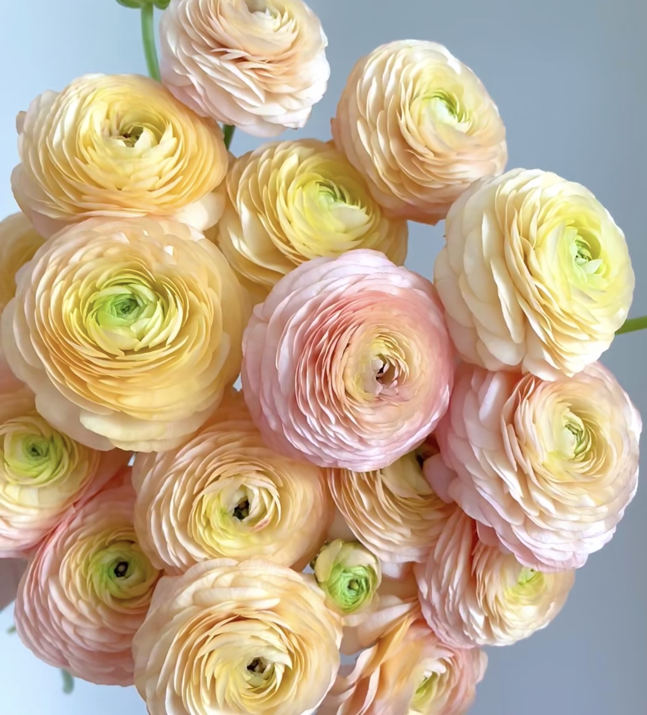 日系洋牡丹.萨莱诺1扎不包邮