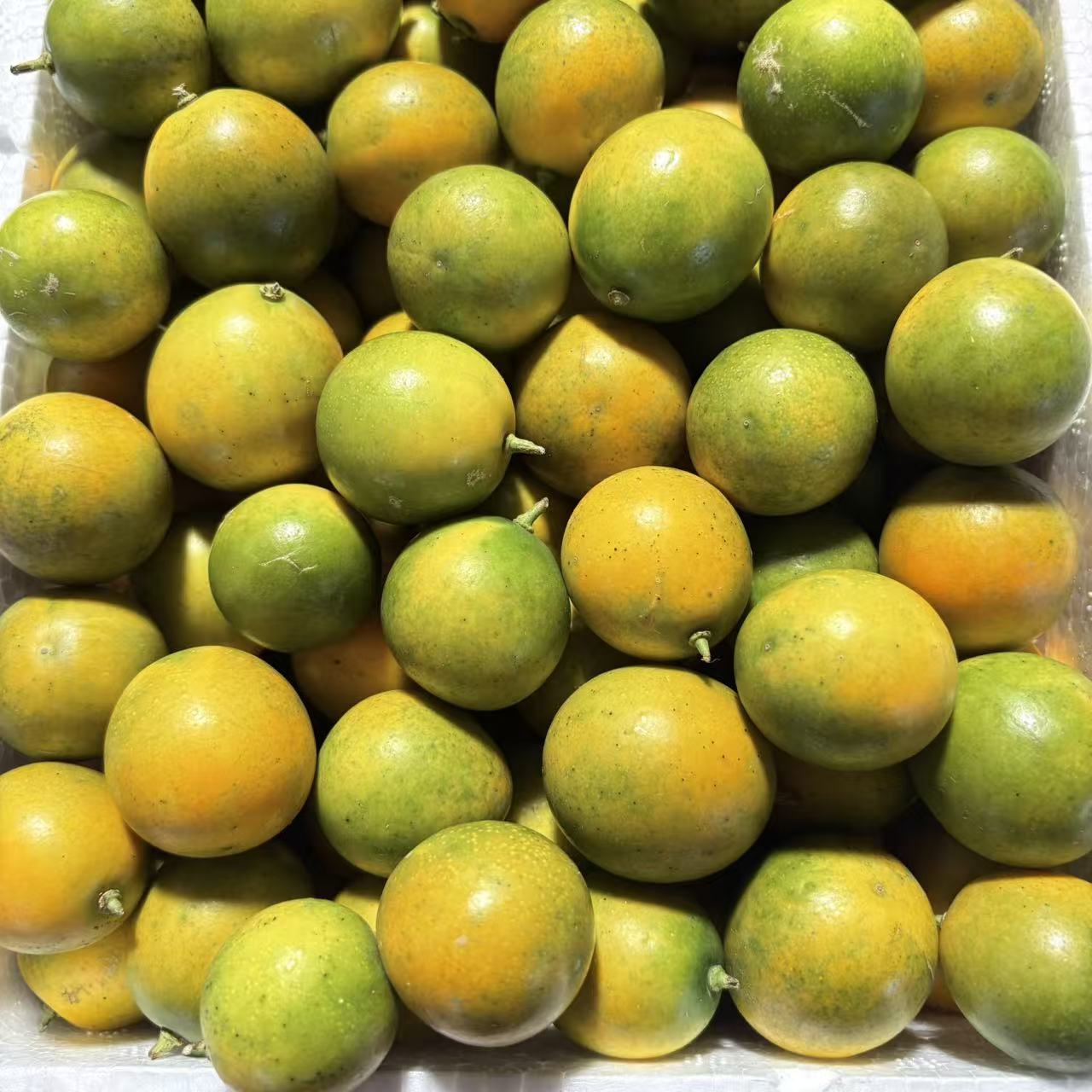 广西滑皮金桔5斤包邮（基地直发）