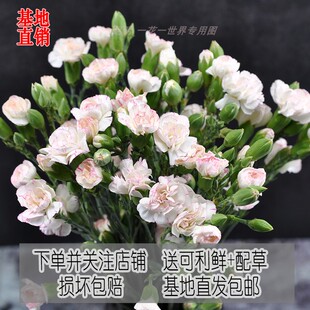 多头康乃馨昆明基地直发包邮鲜花家用办公插花水养花鲜切花婚庆花
