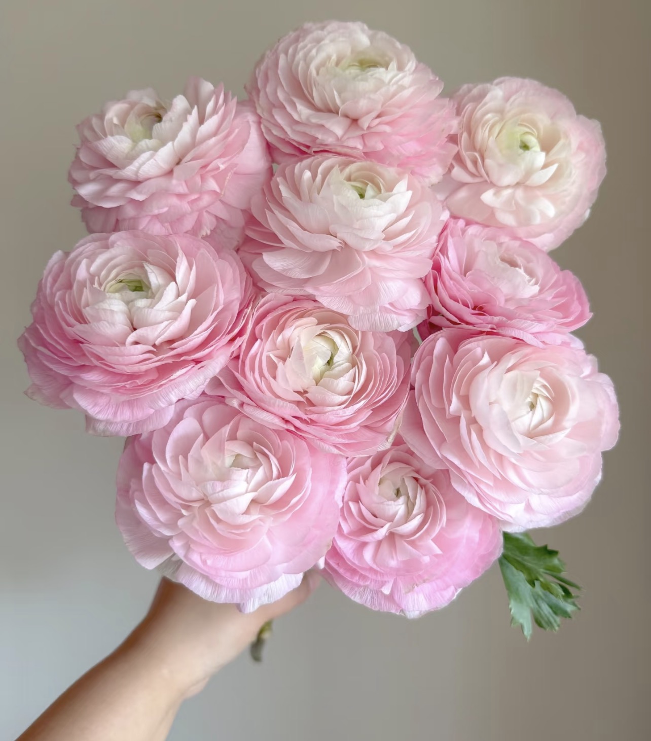 精品樱花粉2扎不包邮