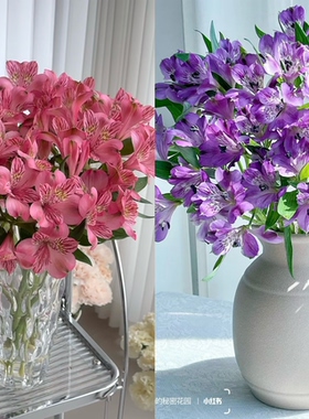 六出.紫色+粉色各10枝不包邮