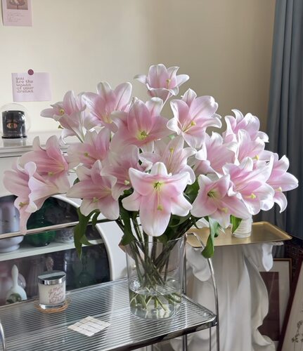 百合.粉铁炮5枝多头不包邮