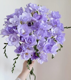 ck苍兰.二卡利斯2扎20枝不 包邮