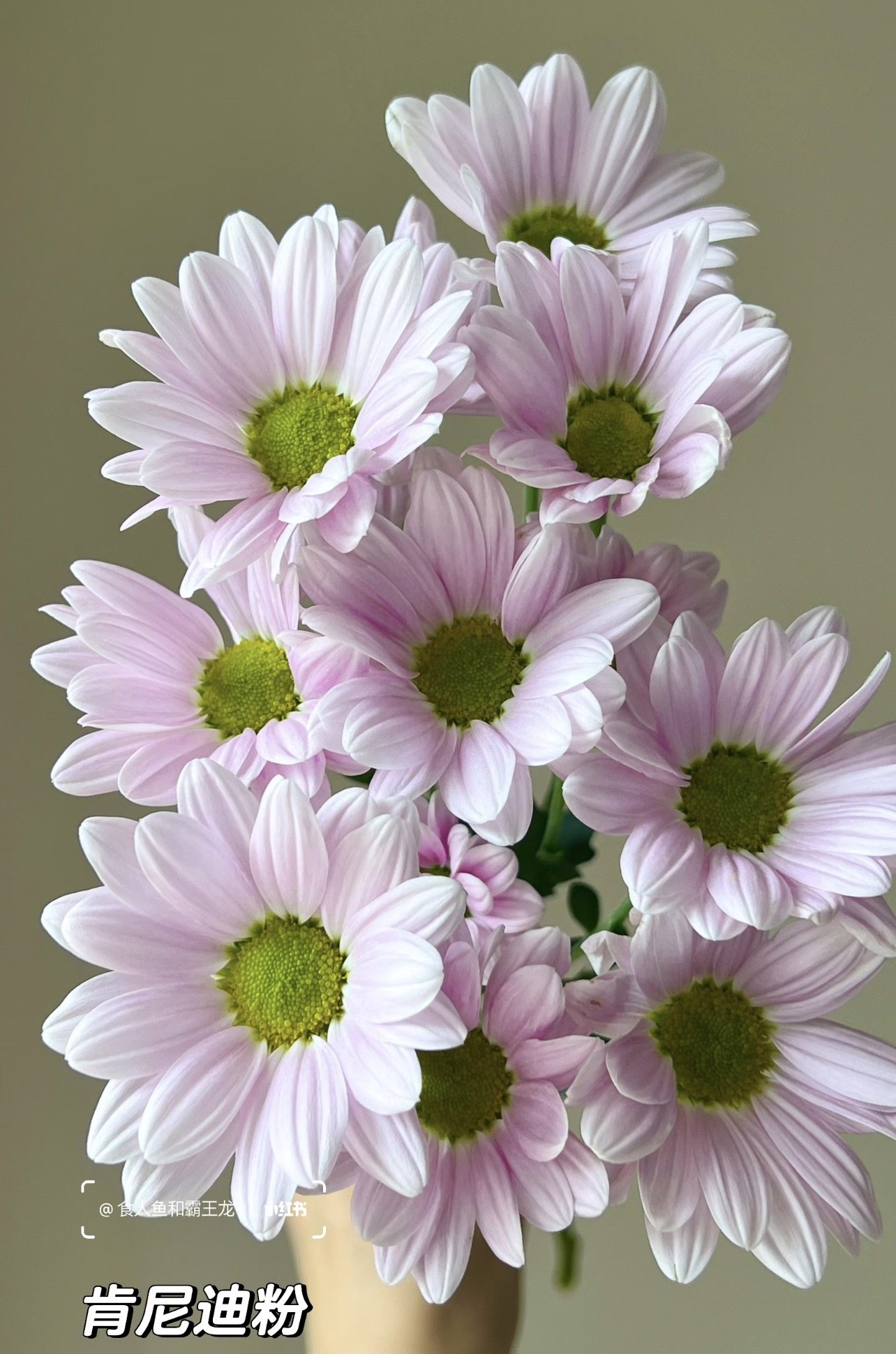 方德小菊.肯尼迪粉5枝不包邮,鲜花速递/花卉仿真/绿植园艺,婚车鲜花,淘宝优惠券,粉丝福利购,淘宝优惠卷