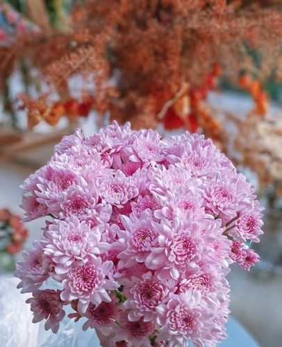 花努力小菊.梦幻粉10枝不包邮