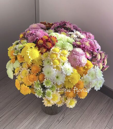 小菊.混色10枝不包邮