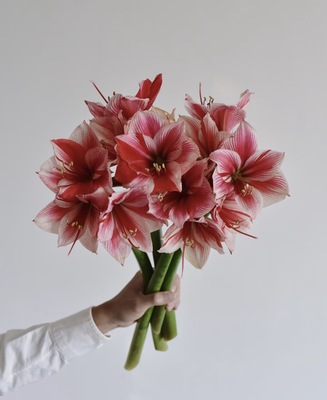 方德朱顶红.嘉礼2枝不包邮