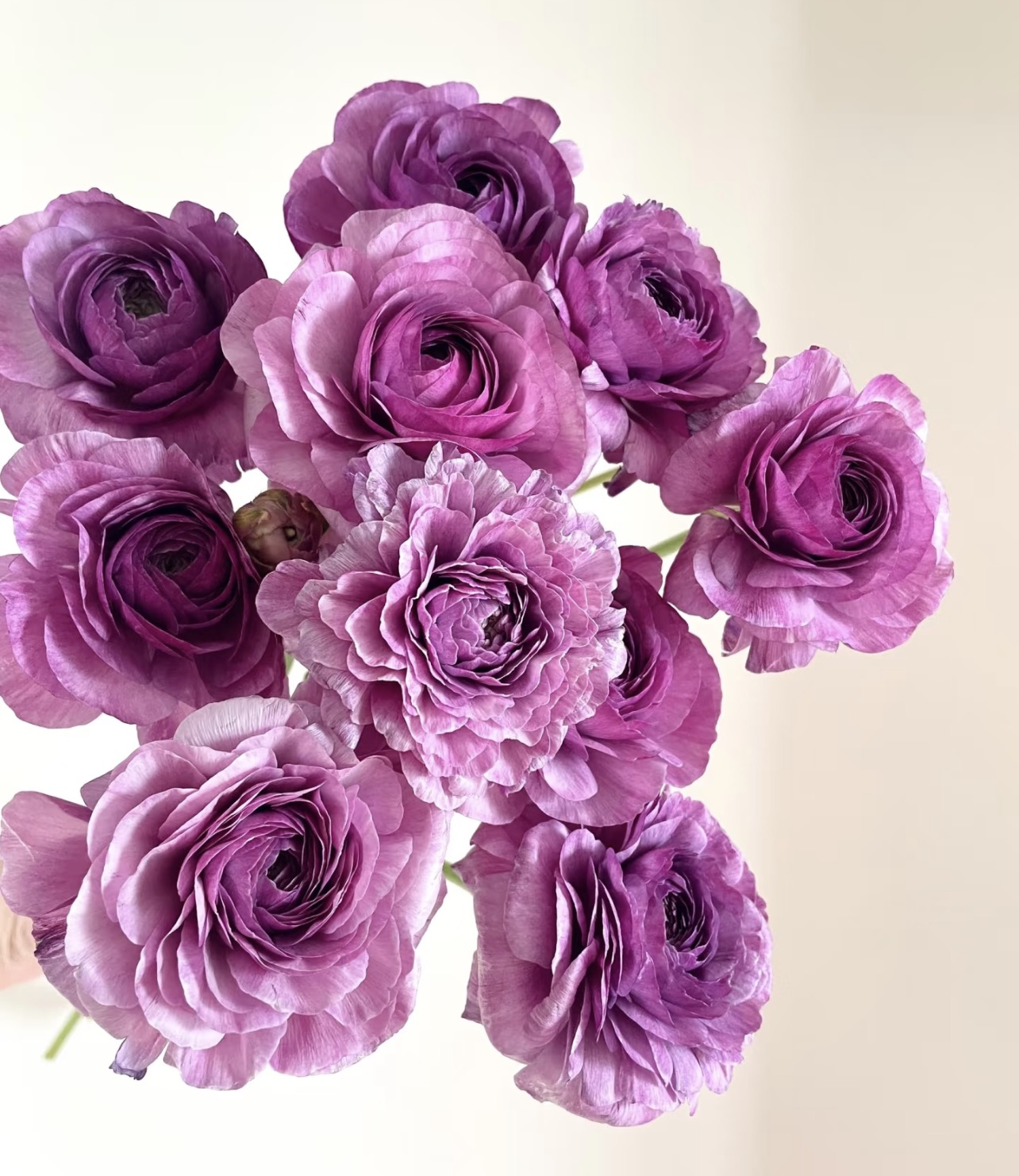 日系洋牡丹.卢贝尔2扎不包邮