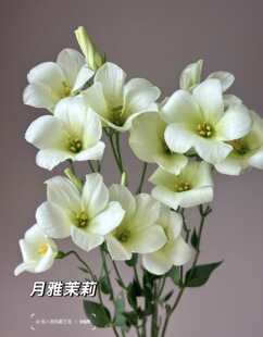 漫朵桔梗.月牙茉莉600g不 包邮