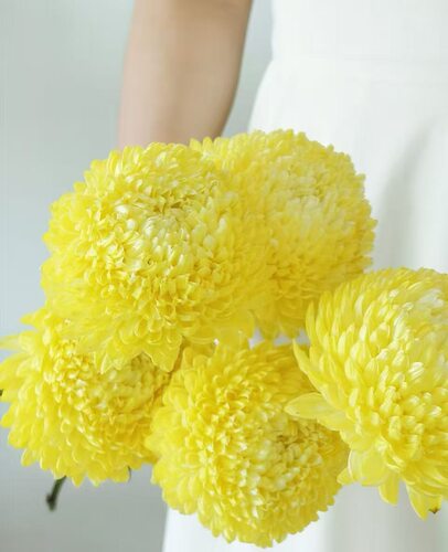 牡丹菊.黄色5枝不包邮