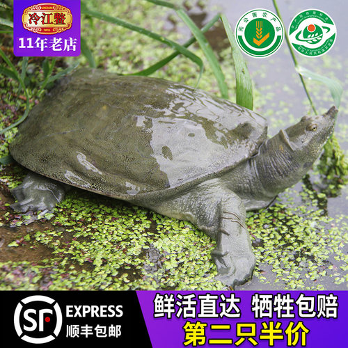 母王八质量怎么样 母王八口碑怎么样 小麦优选