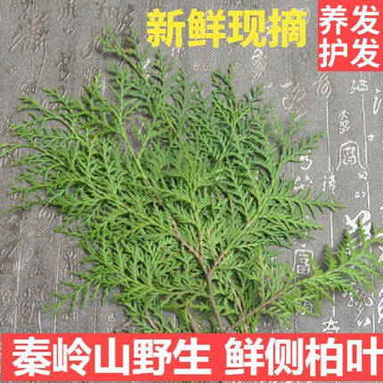 新鲜侧柏叶 扁柏叶乌发养发3斤 5斤包邮洗发新鲜精剪