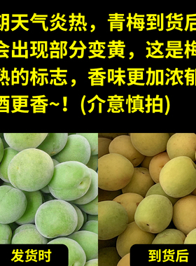 云南高原青梅大果3斤5斤冰糖梅子酒梅露青梅果现摘野生新鲜青梅子
