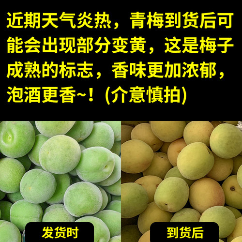 云南高山青梅现摘现发