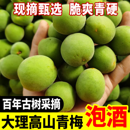 云南高原青梅大果3斤5斤冰糖梅子酒梅露青梅果现摘野生新鲜青梅子