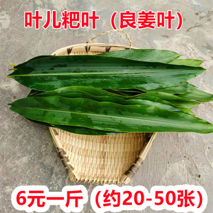新鲜叶儿粑叶250g500g 四川宜宾特产猪儿粑鸭儿粑叶子良姜叶 现摘