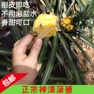 中山正宗神湾菠萝10斤包邮新鲜水果现摘送刀当季胜泰国海台香凤梨