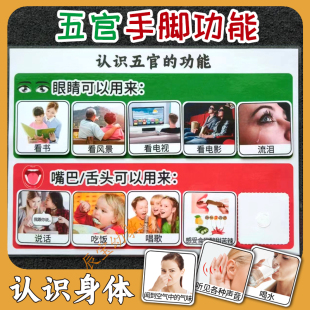 认识五官手脚身体面部功能卡片常识认知幼儿园小班宝宝益智早教具