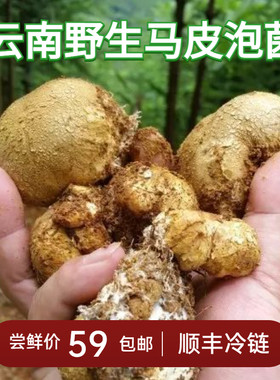 新鲜马皮泡云南野生菌