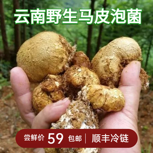 云南野生马皮泡新鲜马勃菌马粪包马屁包菌菇珊瑚菌野生菌蘑菇现货