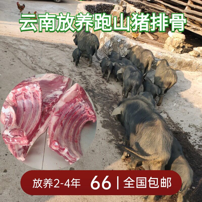 云南山货放养2-4年跑山猪肋排新鲜藏香猪排骨农村黑土猪肉煲汤