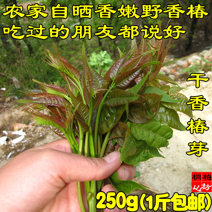 新货嫩干香椿芽焖肉非腌制野菜