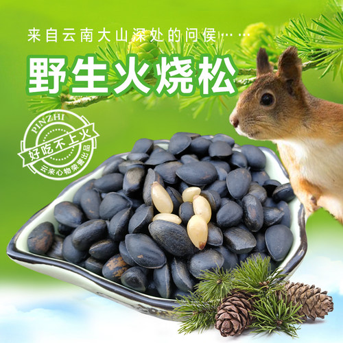 云南熟松子云来心物松子火烧松