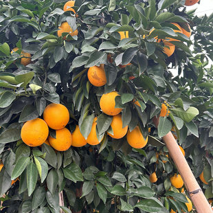 赣南脐橙开园了 酸甜 果园发货 防虫网自然成熟山东网店老顾客家