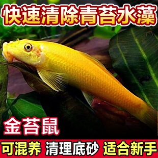 金苔鼠鱼活体热带淡水鱼幼鱼新手易养可混养清洁除青苔热带观赏鱼