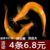 黄金泥鳅活体鱼缸清洁工具鱼免打氧除残饵草缸淡水观赏鱼包活 包邮