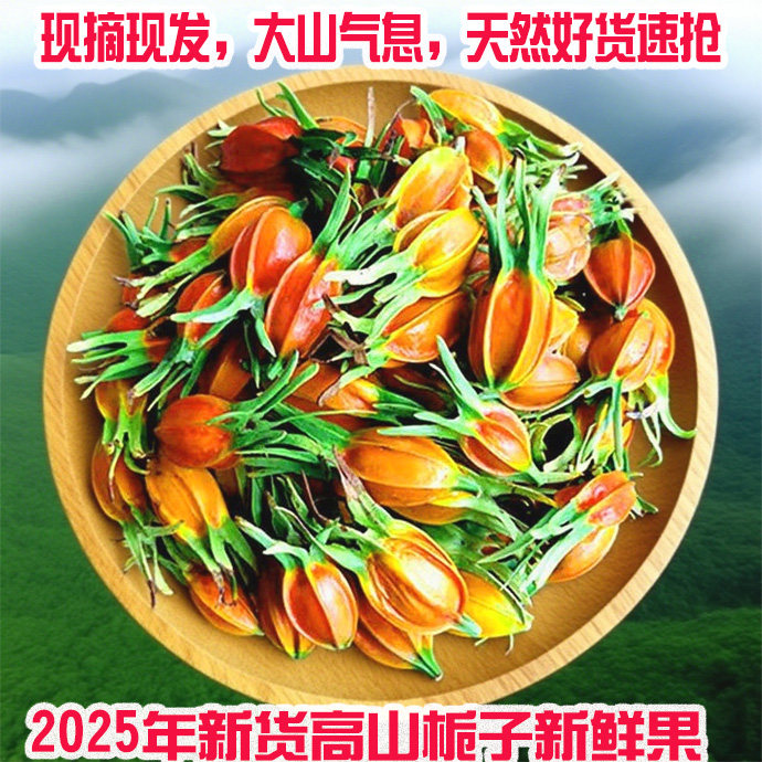 2025现采现发野生黄栀子鲜果
