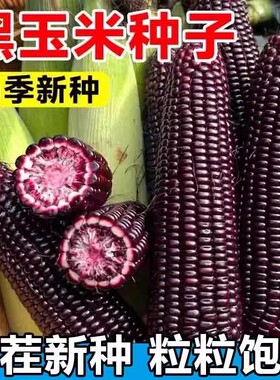 春播国审黑色甜糯玉米种子黑玉米糯米种孑非转基因蔬菜籽种籽大全