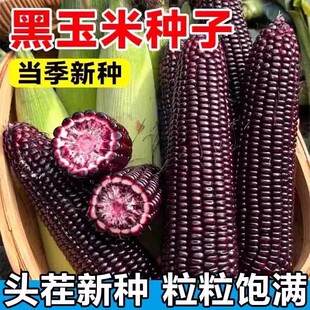 春播国审黑色甜糯玉米种子黑玉米糯米种孑非转基因蔬菜籽种籽大全