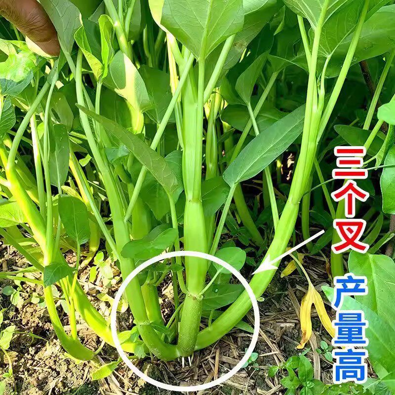 种一次吃一年高产三叉空心菜秧苗带土柳叶大叶空心菜种子四季盆栽