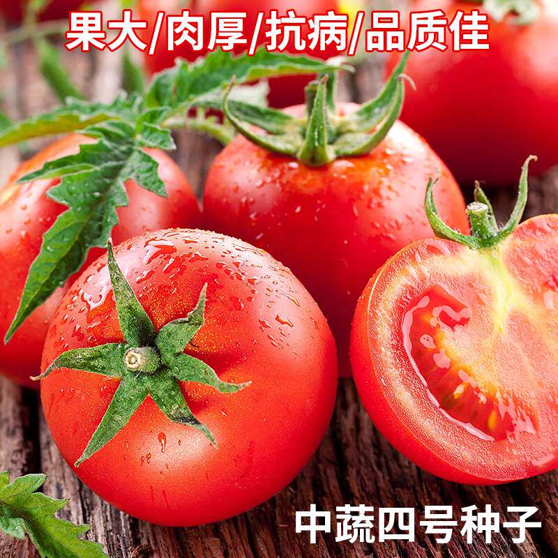 农家大番茄种子中蔬四号西红柿阳台盆栽庭院蔬菜籽四季种植易种