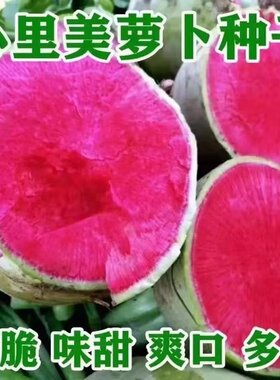 心里美萝卜杂交红心种子脆甜可口