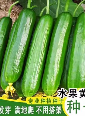 正宗无刺荷兰水果黄瓜种子正品四季春季家庭种植蔬菜瓜果种籽大全