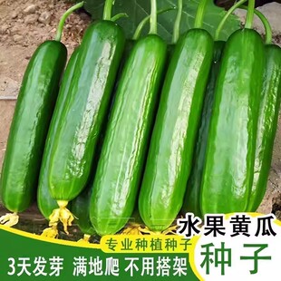 正宗无刺荷兰水果黄瓜种子正品四季春季家庭种植蔬菜瓜果种籽大全