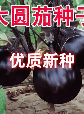 圆茄子种子种籽大全黑紫色高产早熟茄子种子阳台盆栽庭院特大茄子