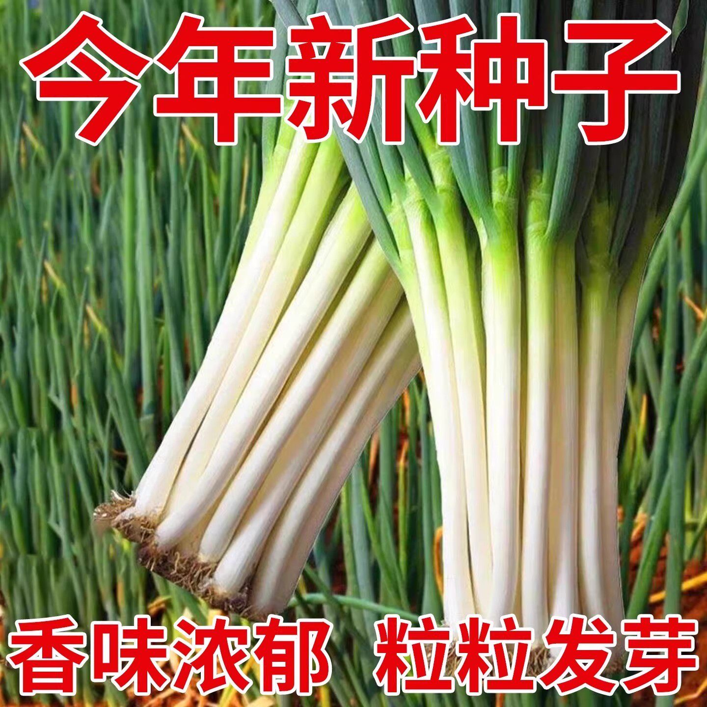 山东大葱章丘铁杆大葱种子耐寒耐旱高产东北大葱种籽四季春秋播种