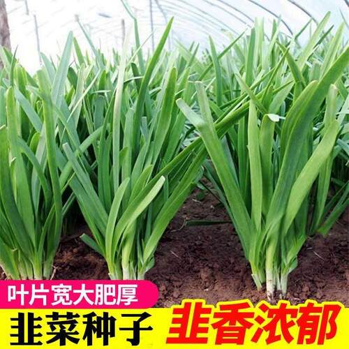 蔬菜种子家庭盆栽791香白根韭菜